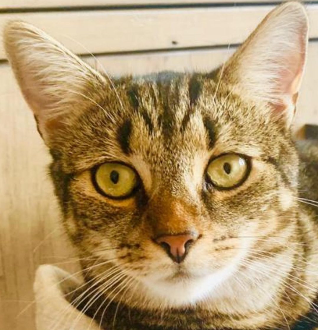 Boo the cat, the main recruiter at HF talent solutions